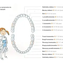 Ilustracja pokazuje rodzaje zębów u człowieka i terminy ich wyrzynania się. Dziecko z plecakiem patrzy na schemat uzębienia.