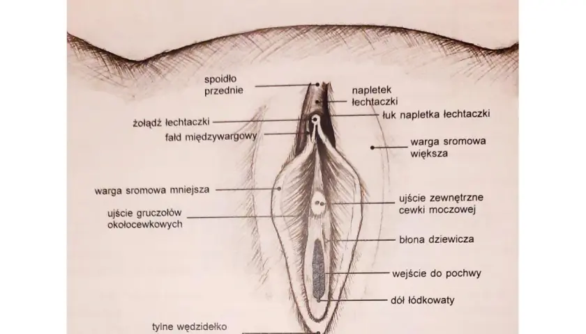 Ilustracja anatomiczna żeńskich narządów płciowych, z zaznaczonymi elementami takimi jak łechtaczka, wargi sromowe i błona dziewicza. Może być pomocna przy omawianiu zabiegu frenuloplastyka.