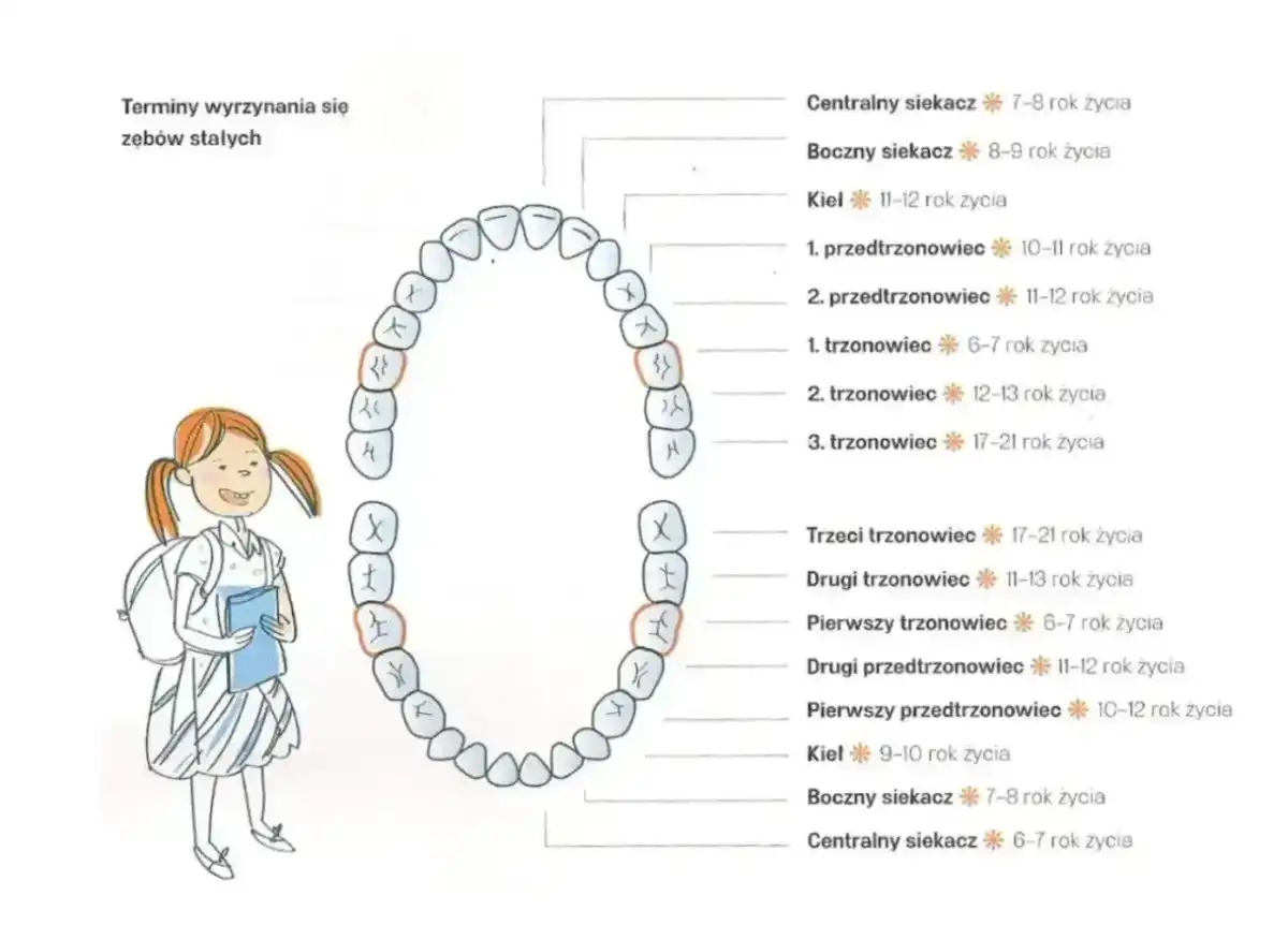 Rodzaje zębów u człowieka - funkcje, układ i różnice
