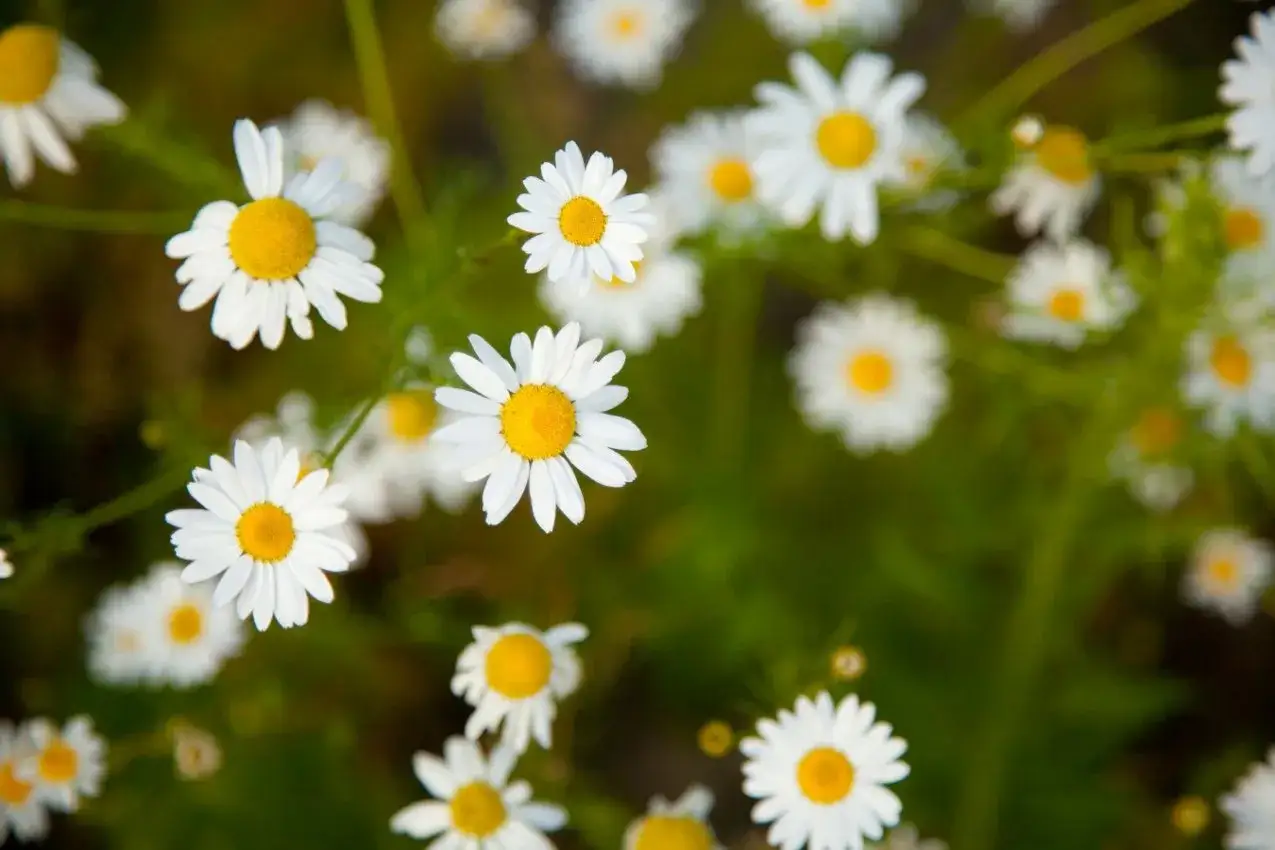 Pole chamomile, znane ze swoich właściwości łagodzących, idealnie nadaje się do pielęgnacji dziąseł.