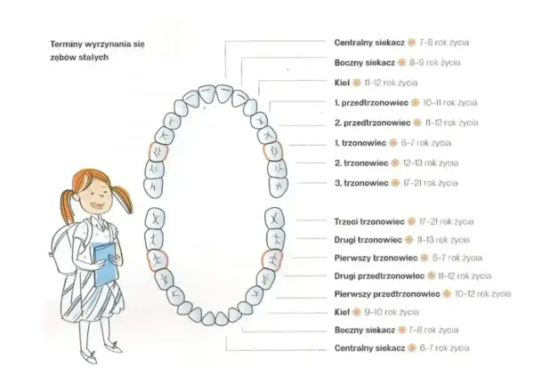 Ilustracja pokazuje rodzaje zębów u człowieka i terminy ich wyrzynania się. Dziecko z plecakiem patrzy na schemat uzębienia.